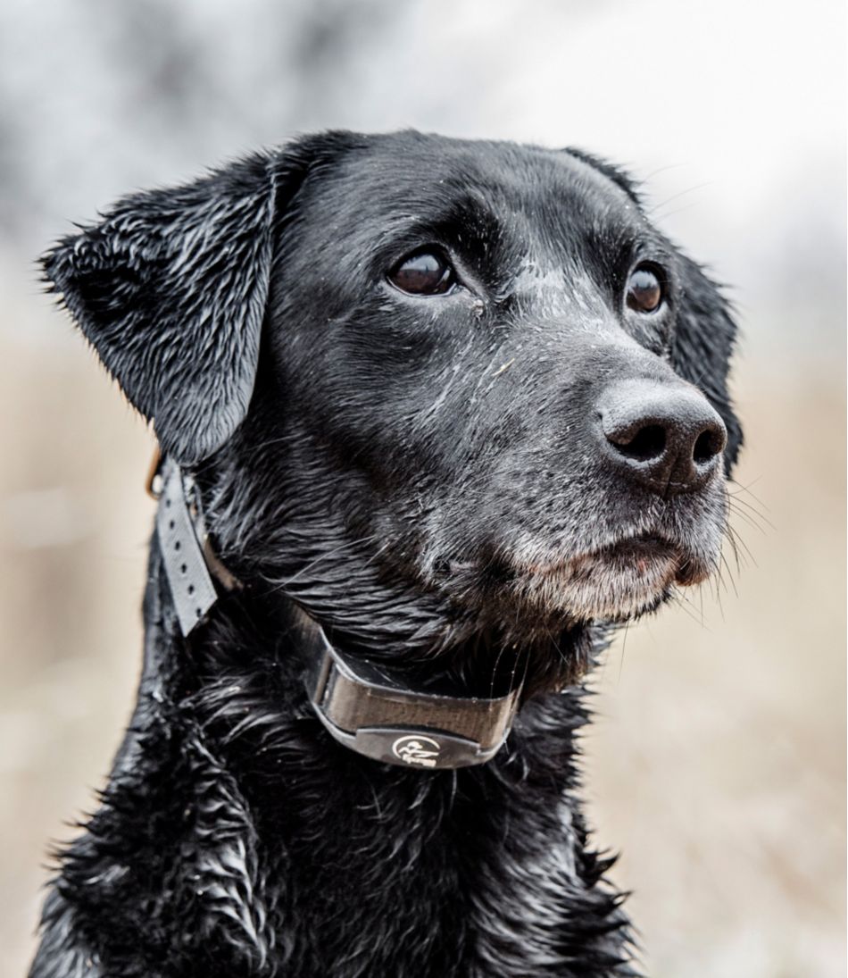 L.L.Bean US | SportDOG Yard Trainer 300
