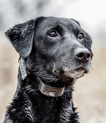 L.L.Bean US | SportDOG Yard Trainer 300